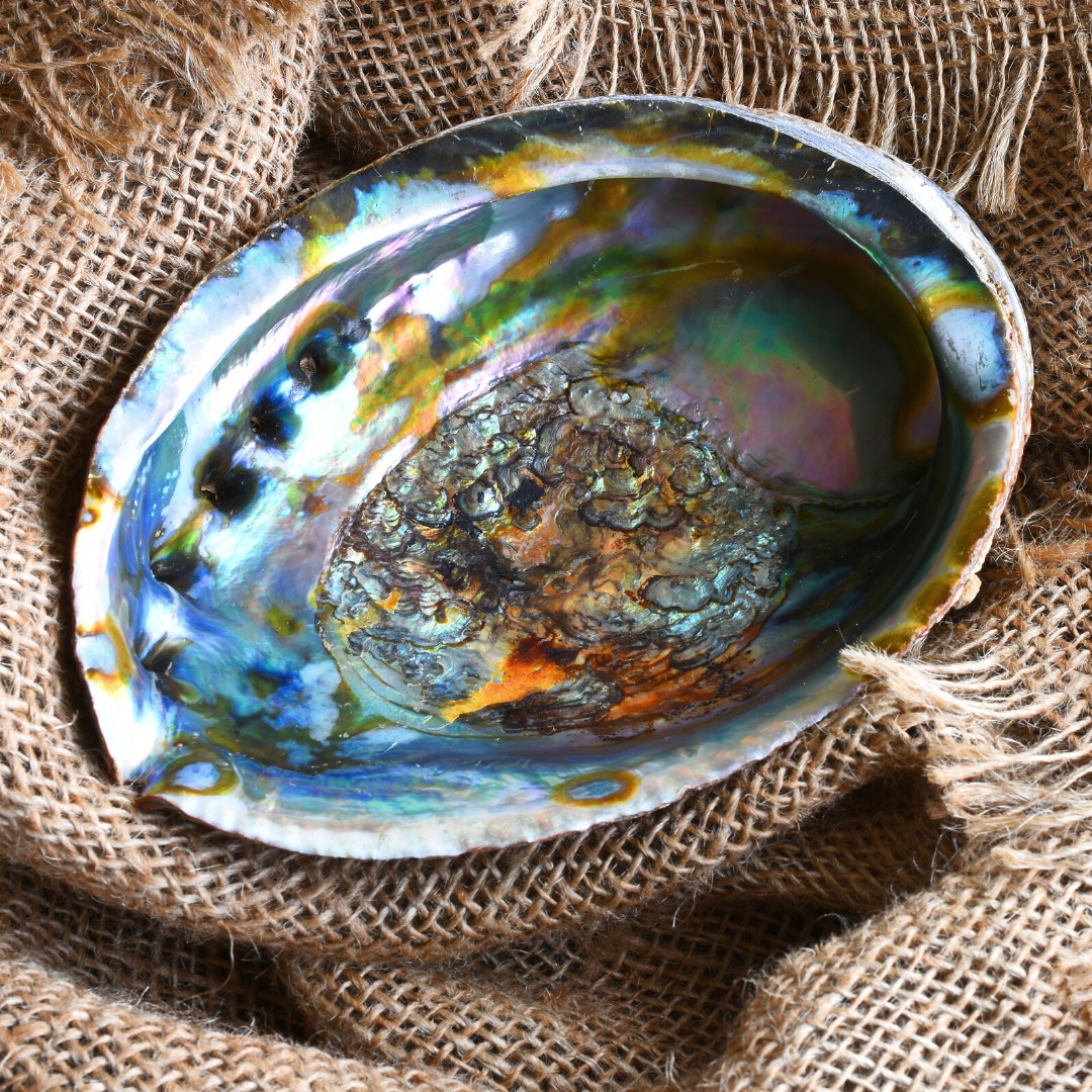 Abalone schelp