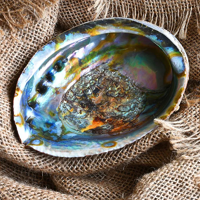 Abalone schelp